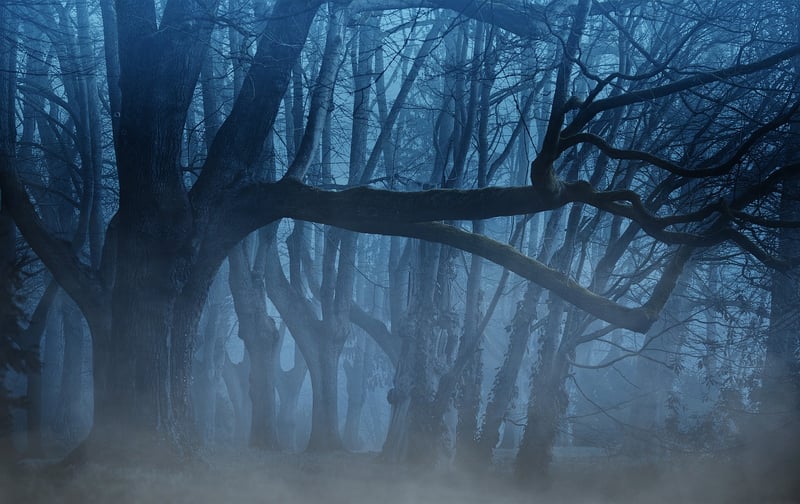 Mysterious forest